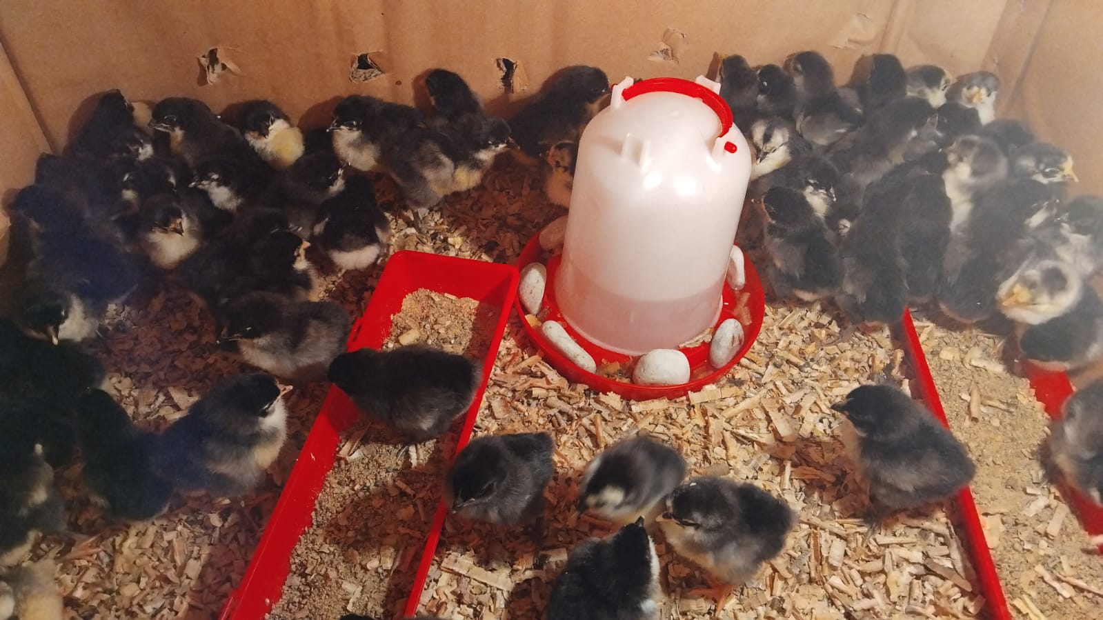 Healthy pullets