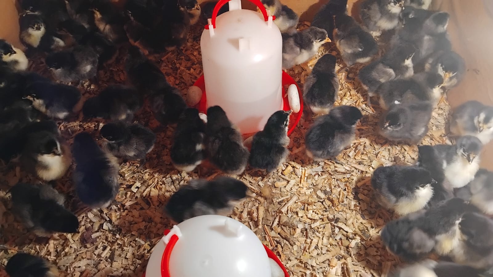 Day-Old Chicks