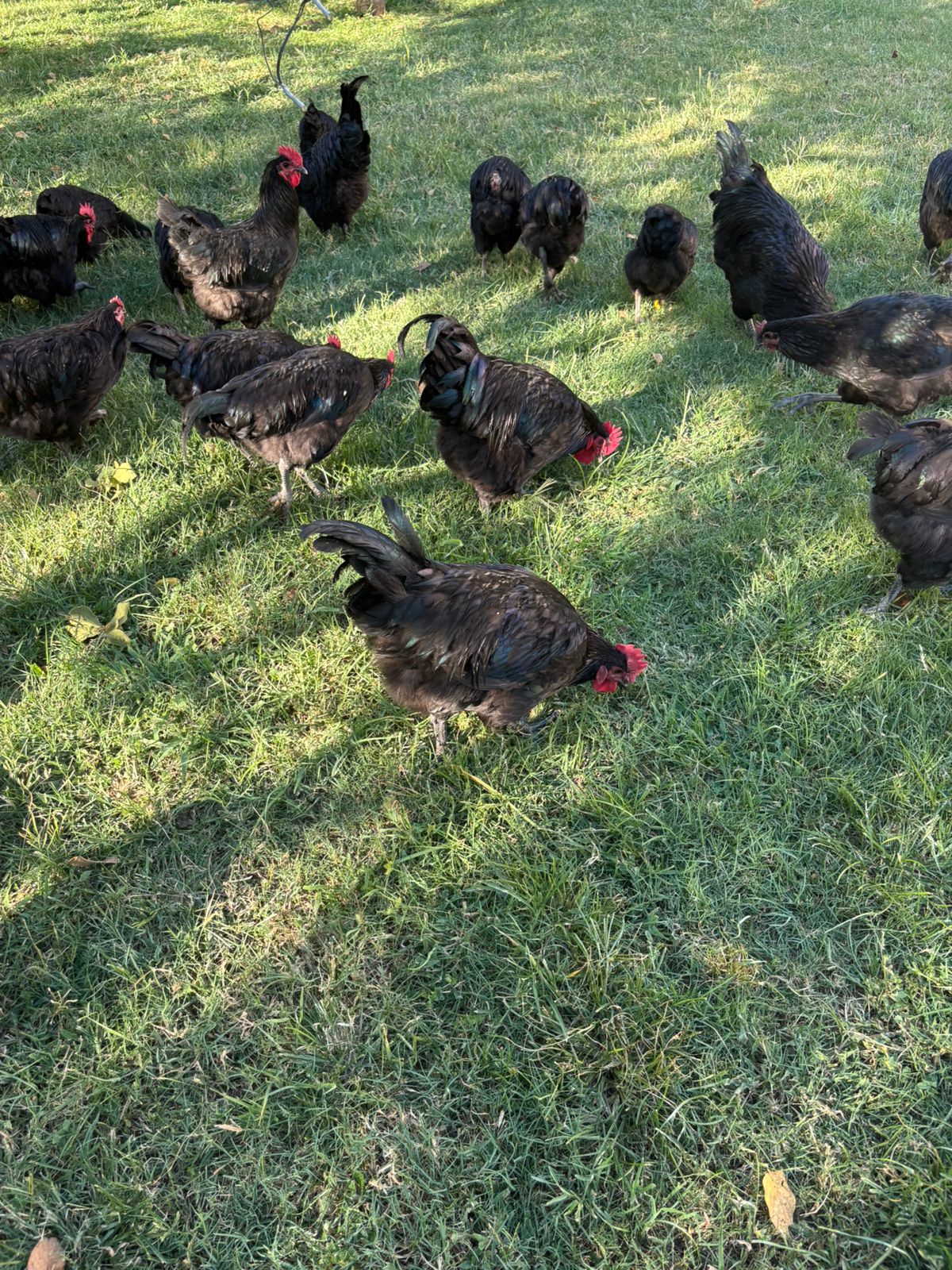 Point-of-Lay Pullets