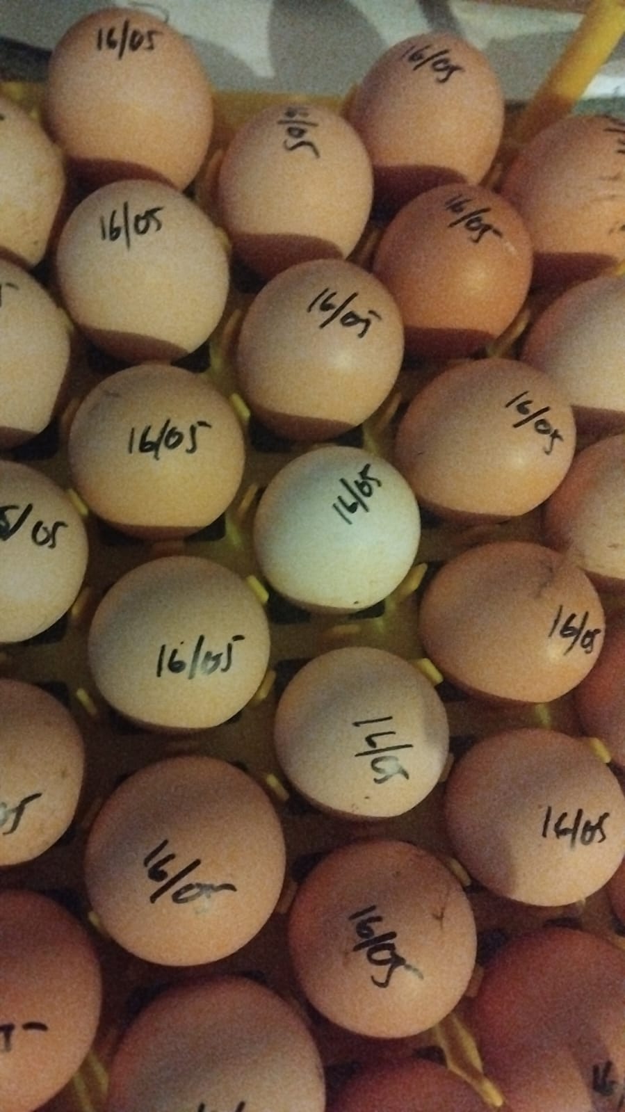 Fertilized Eggs