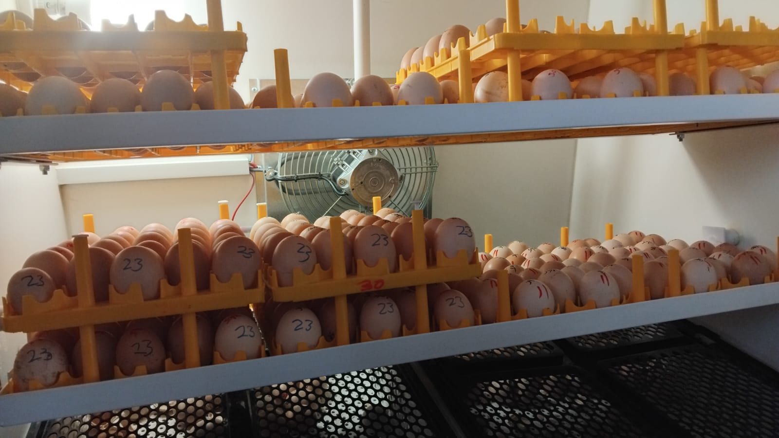Incubation Process