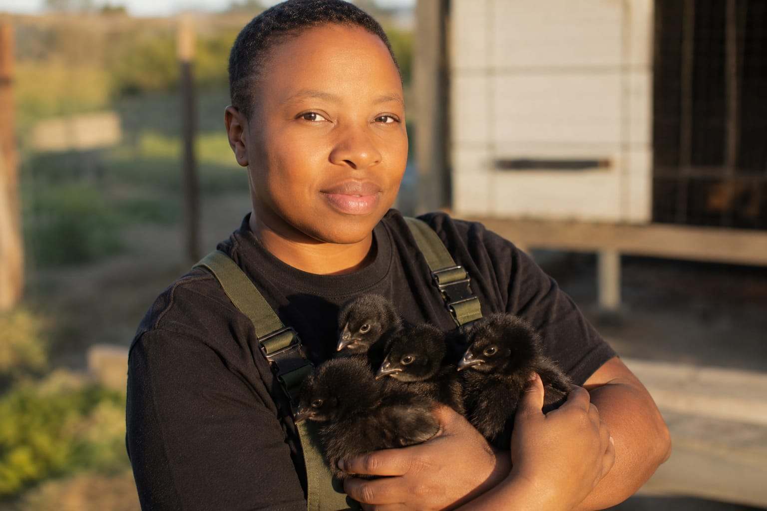 Point-of-lay hens